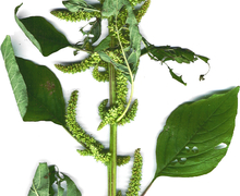 Datei:Starr 020124-9001 Amaranthus hybridus.jpg